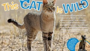 Magazine spread This Cat Is Wild about Near Eastern wildcat with Egyptian cat goddess statue