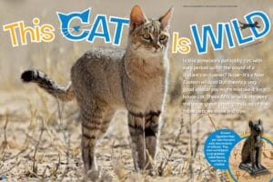 Magazine spread This Cat Is Wild about Near Eastern wildcat with Egyptian cat goddess statue
