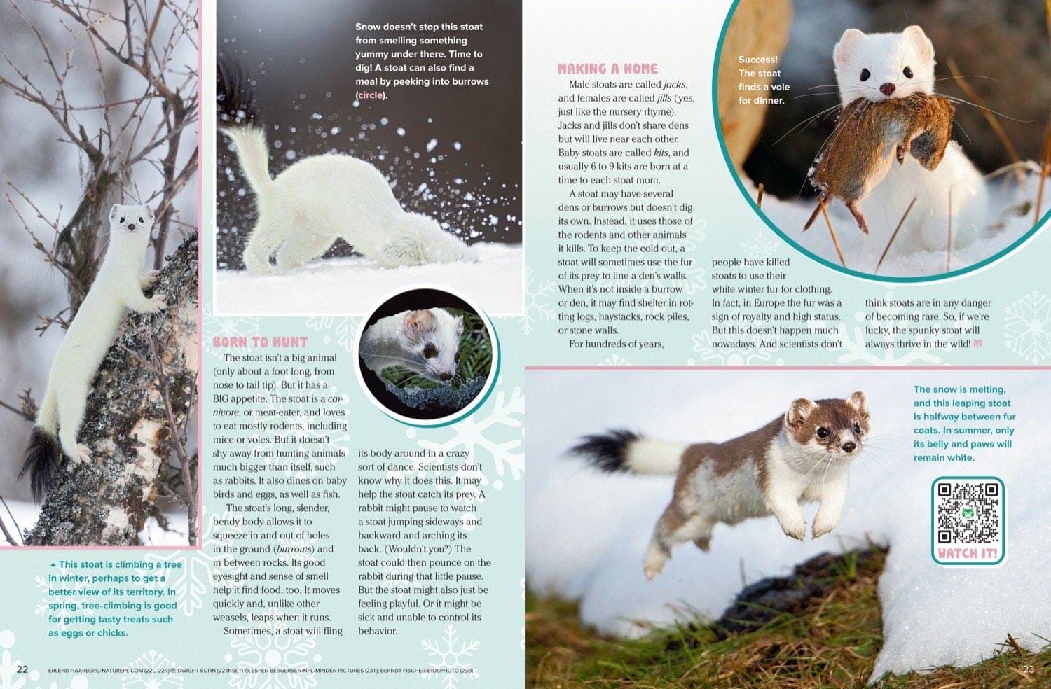 Magazine spread about stoat hunting voles making a home snow dancing and seasonal coat change