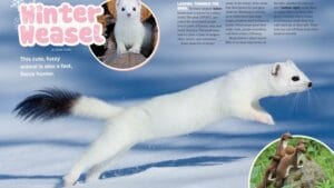 Magazine spread Winter Weasel with leaping white ermine stoat and summer brown coat photos