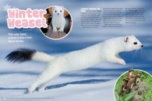 Magazine spread Winter Weasel with leaping white ermine stoat and summer brown coat photos