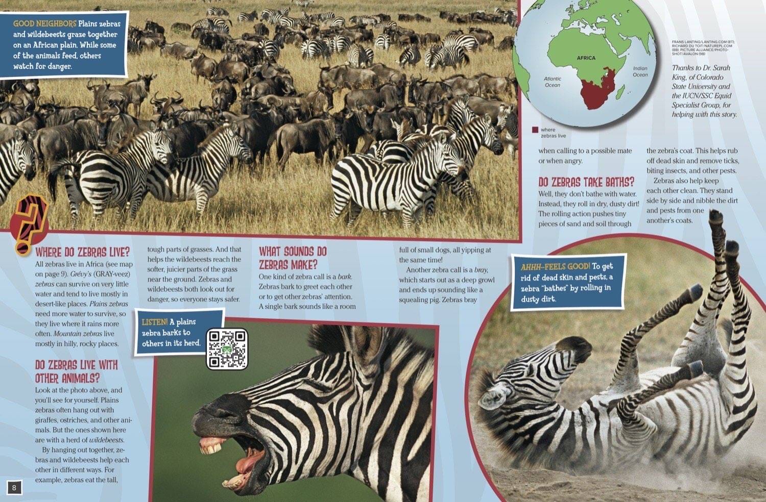 Magazine spread about zebra sounds barking dust bathing rolling and how stripes confuse flies