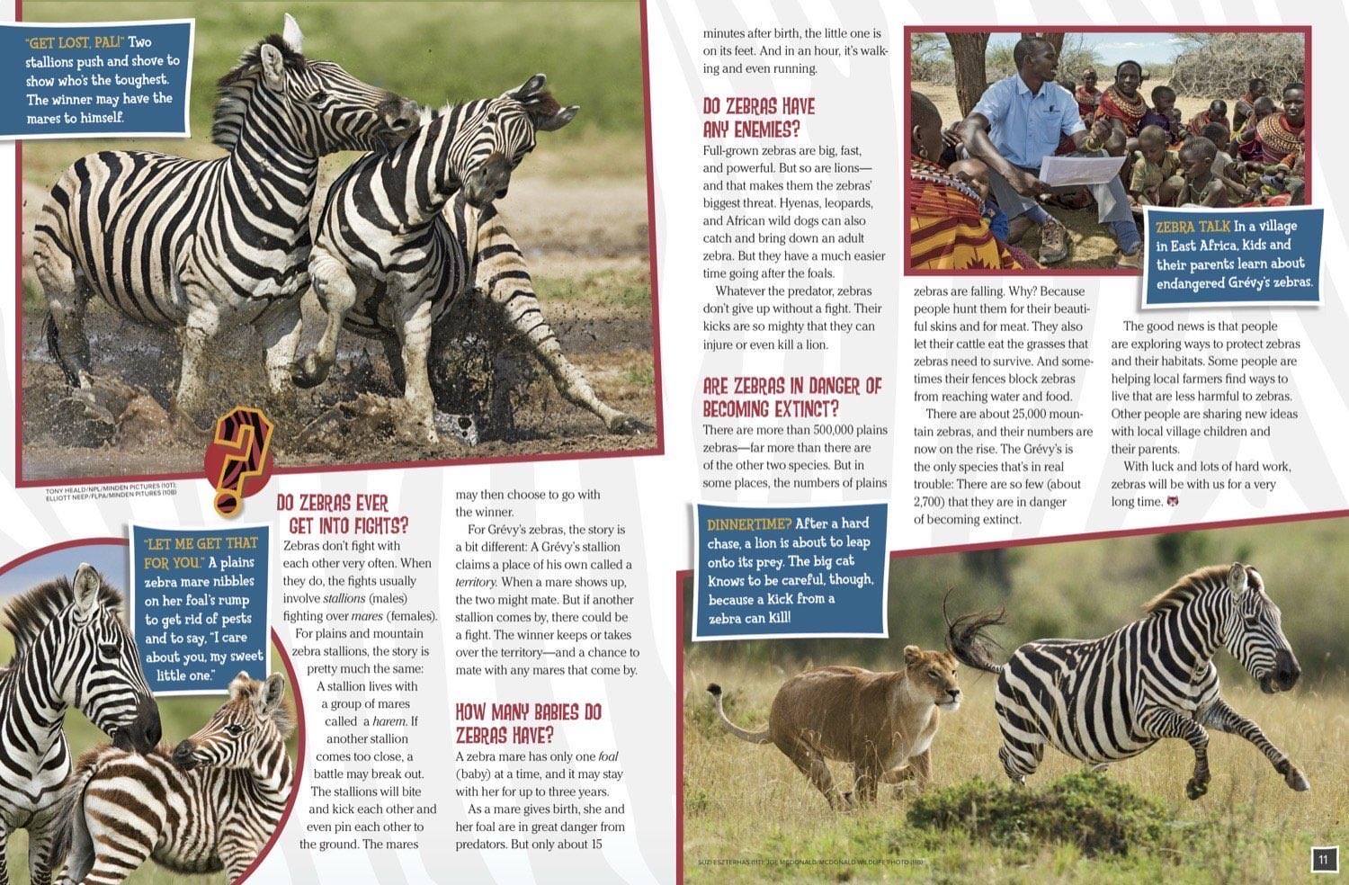 Magazine spread about zebra stallion fighting mother and foal lion predators and Grevys endangered
