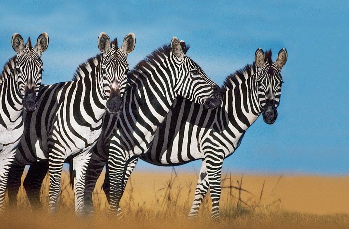 four zebras on the African savannah with a bright blue sky