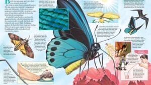 Zoobooks illustrated spread about butterflies tasting with feet showing anatomy scales and proboscis