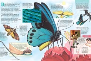 Zoobooks illustrated spread about butterflies tasting with feet showing anatomy scales and proboscis