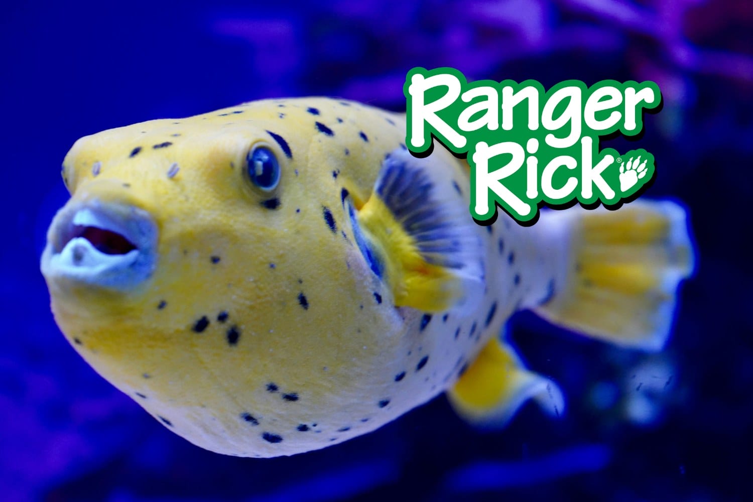 Freaky Fish Challenge Kahoot quiz cover