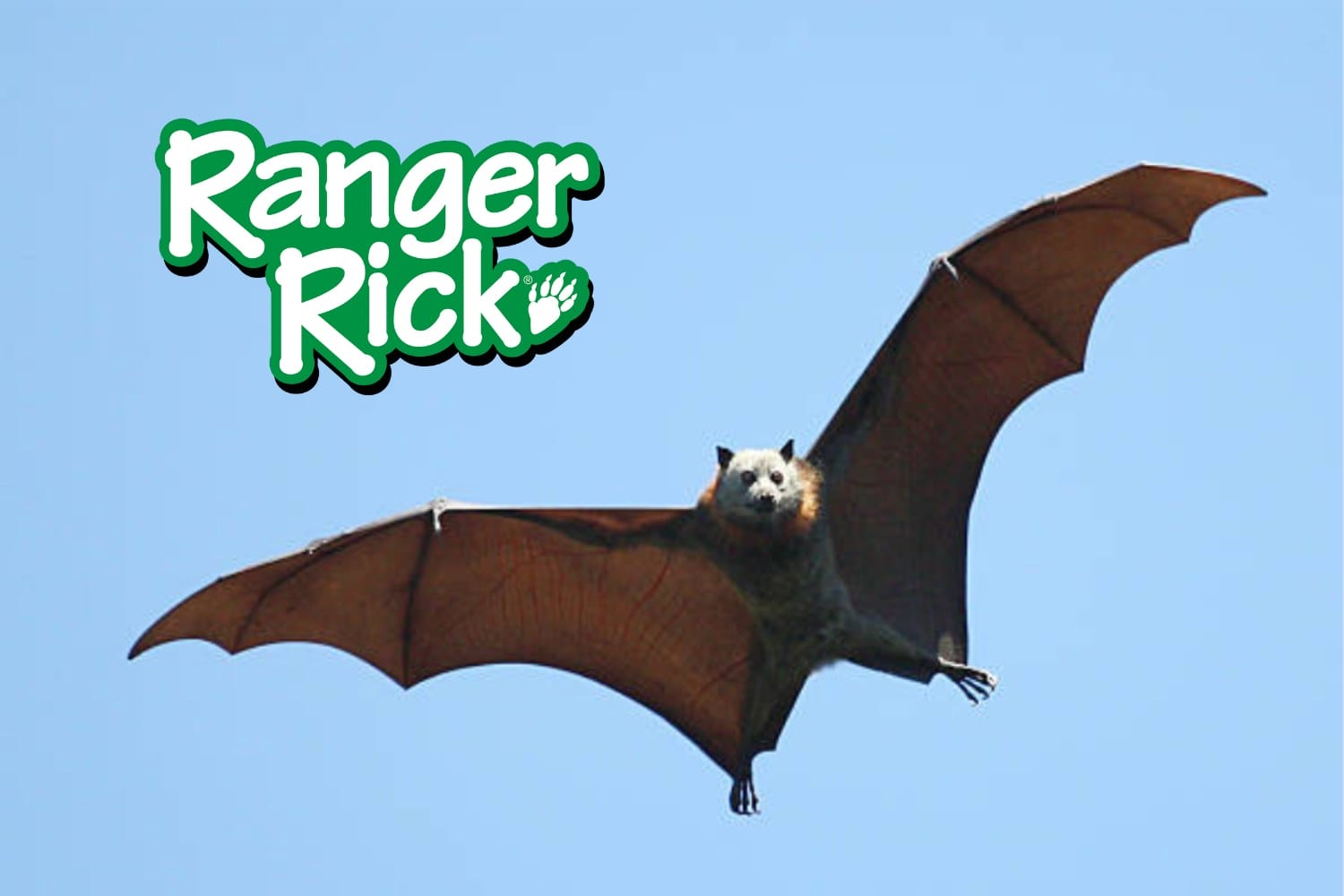 Go Batty! Bat Quiz Kahoot quiz cover