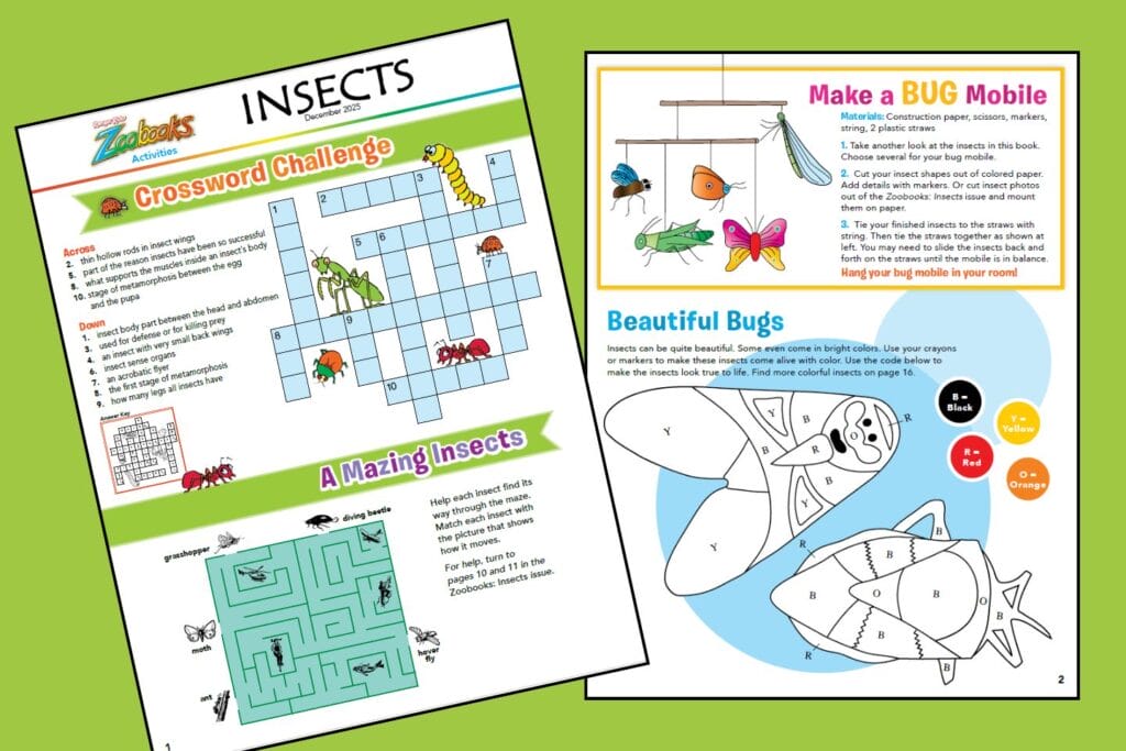 2 pages of Zoobooks activities about insects