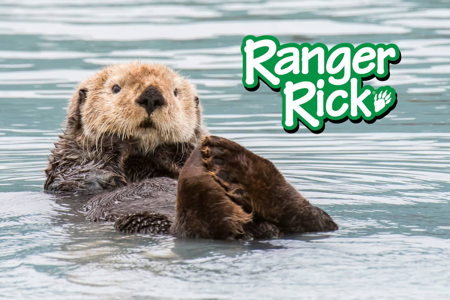 Sea Otters Kahoot quiz cover