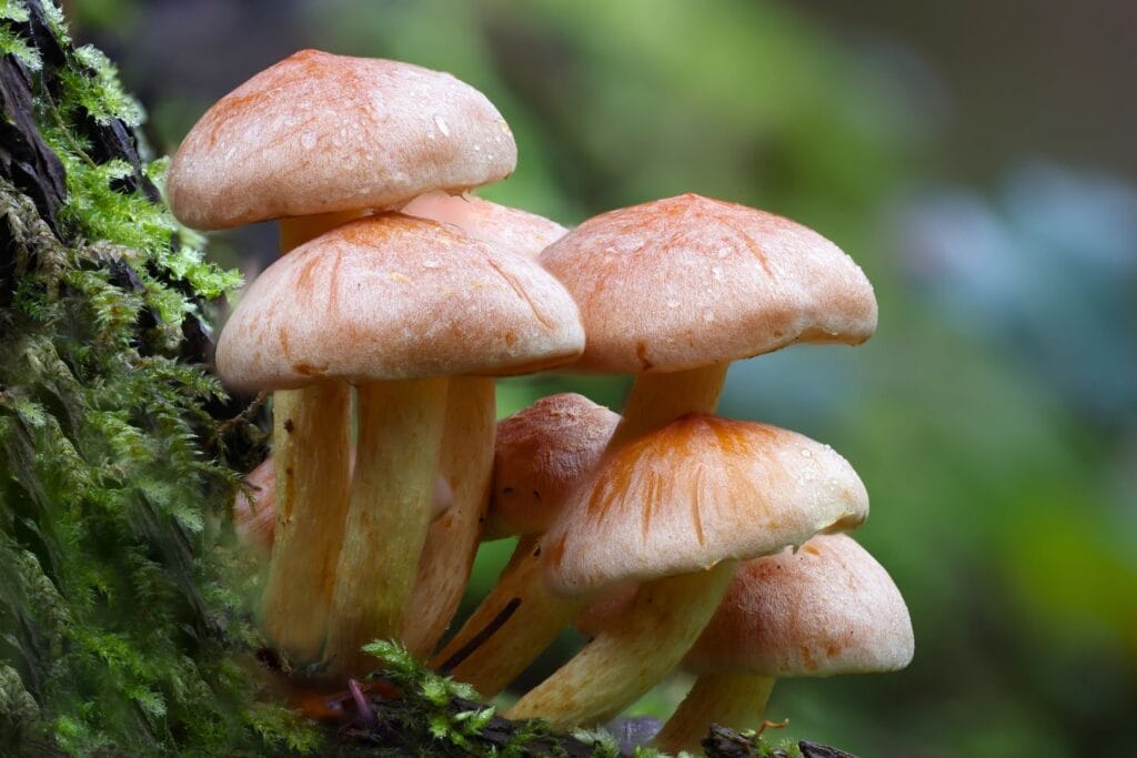 group of wild mushrooms growing near green moss