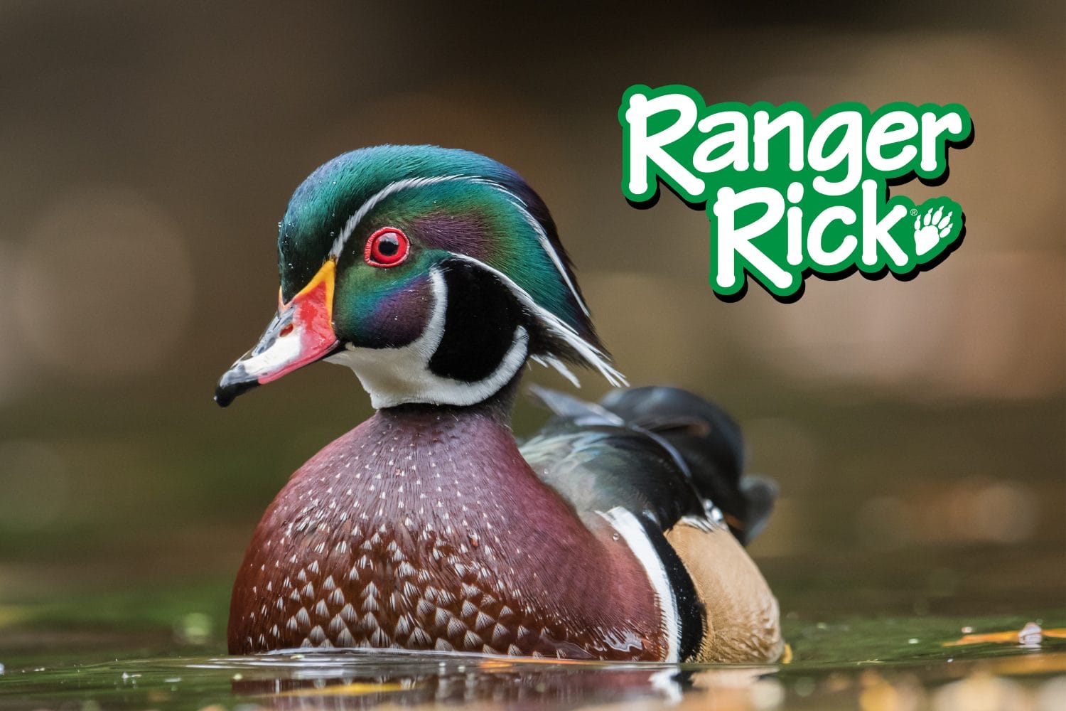 What’s Up with Wood Ducks? Kahoot quiz cover