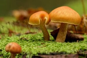 Two small orange mushrooms growing on bright green moss on a fallen log in the forest