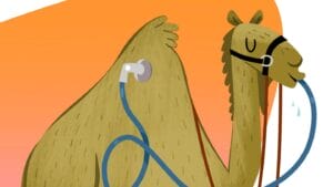 camel