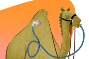 camel