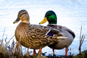 Mallard duck mother standing on sandy beach with four fluffy ducklings beside her