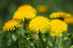 Cluster of bright yellow dandelion flowers