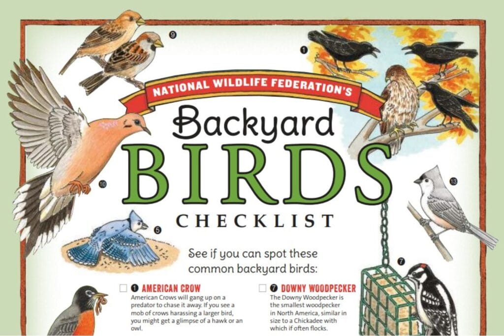 Backyard birds checklist with lots of bird illustrations including a blue jay, tufted titmouse, and woodpecker