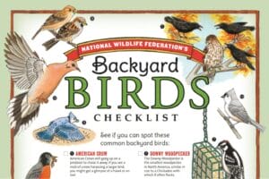 Backyard birds checklist with lots of bird illustrations including a blue jay, tufted titmouse, and woodpecker