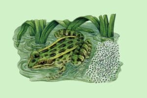 Illustrated frog with clumps of eggs in water for egg hunt activity