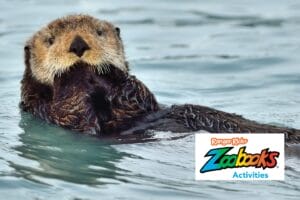 Sea otter floating on its back in calm ocean water