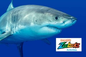 Great white shark swimming through deep blue ocean water.