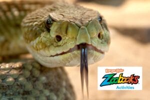 lose-up of a snake with its forked tongue extended