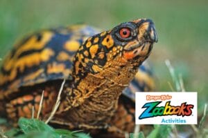 Close-up of a colorful box turtle walking through grass