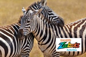 Two wild zebras standing close together in a grassy savanna with ZooBooks Activities logo