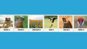 Six wildlife photos taken by children in white frames