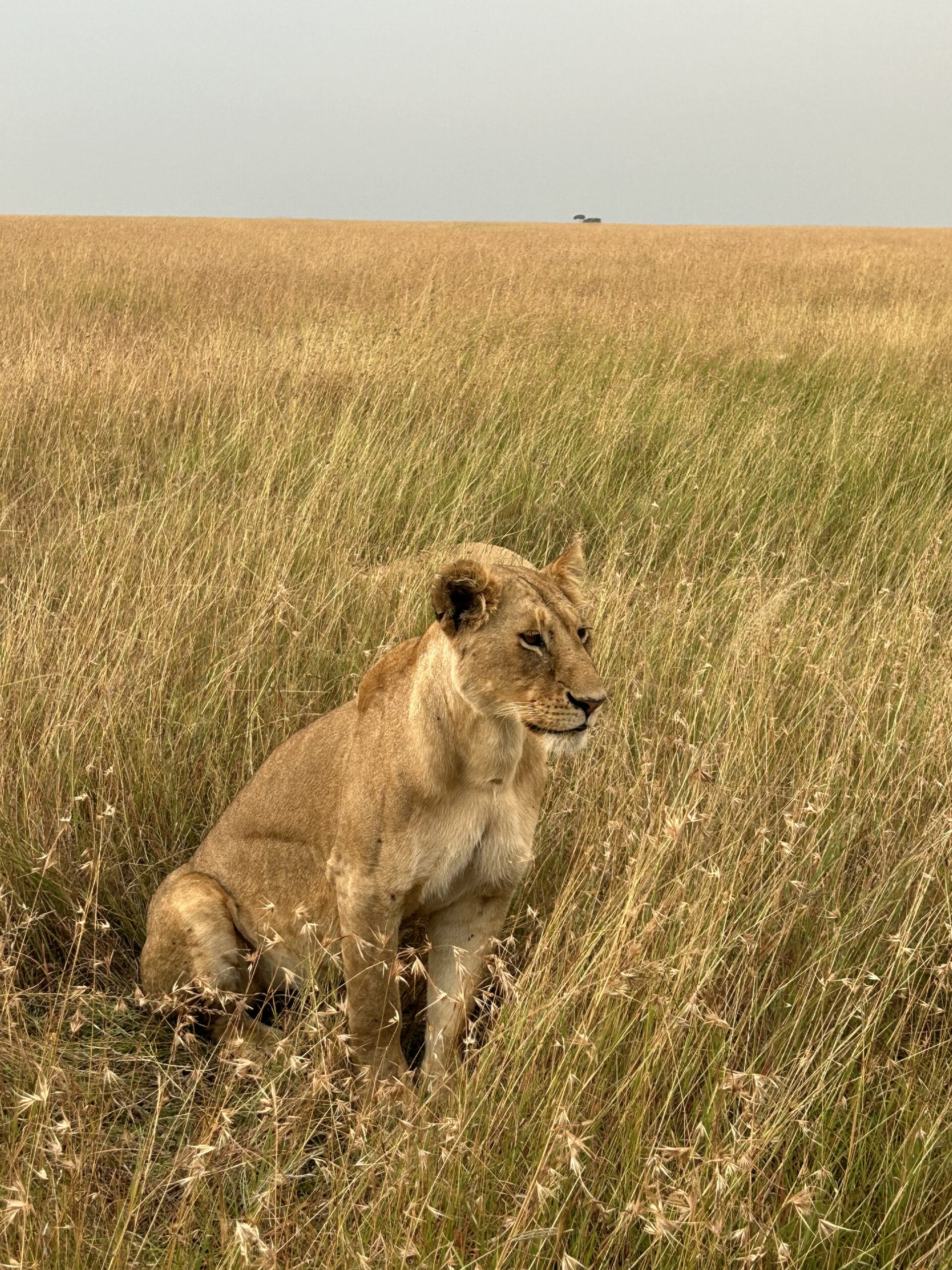 lioness