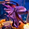 purple octopus underwater