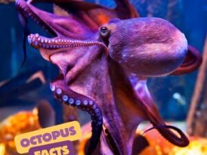 purple octopus underwater