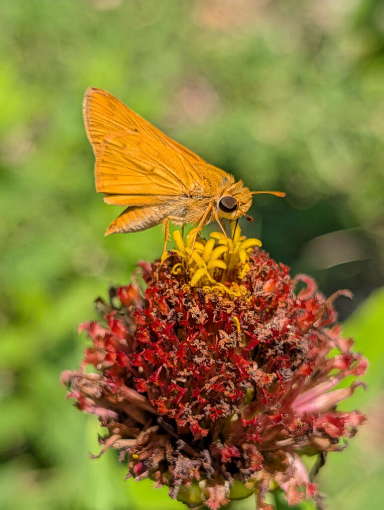 butterfly on flower
