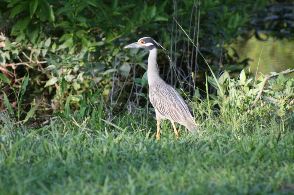 Yellow-crowned Night Heron