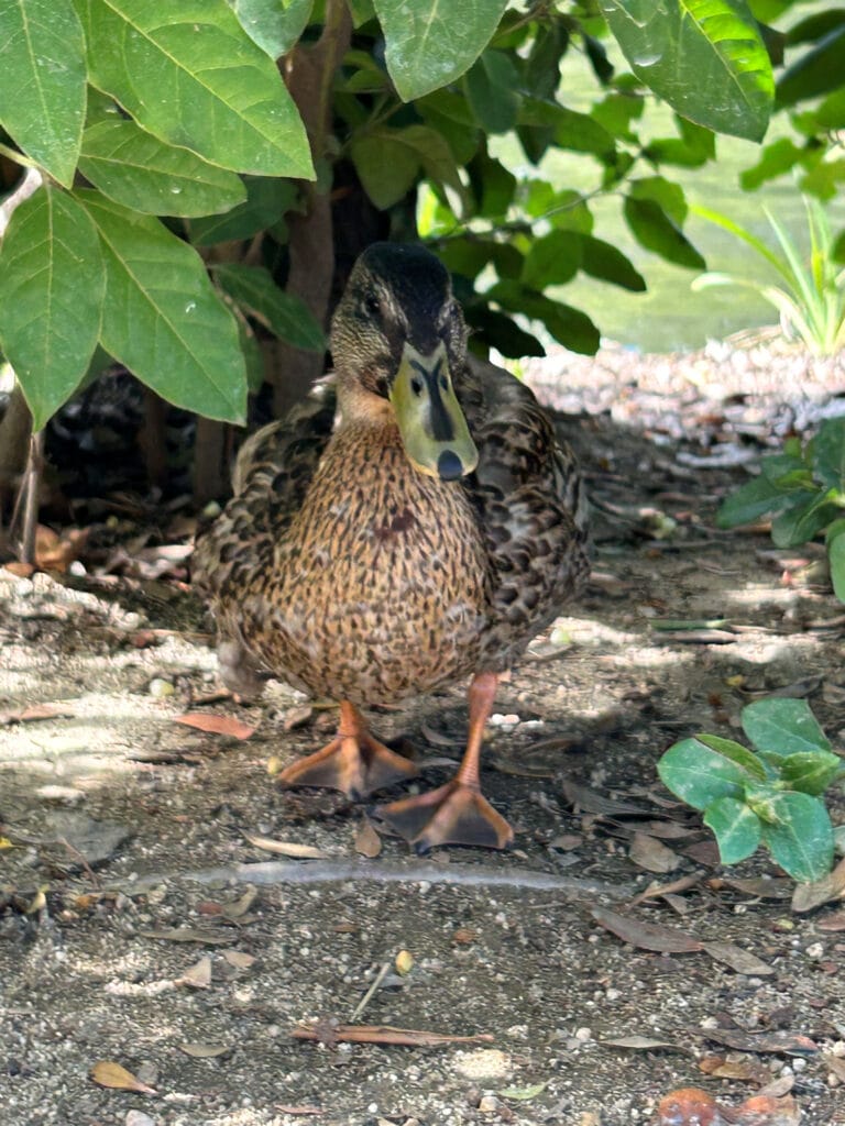 mallard