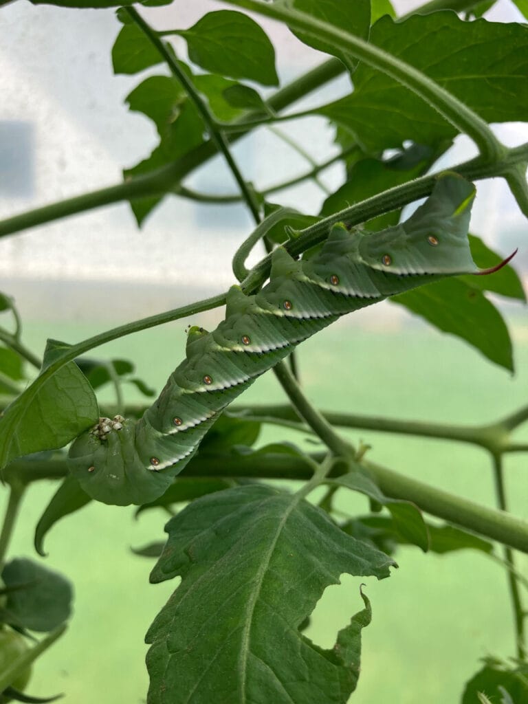 tomator hornworm