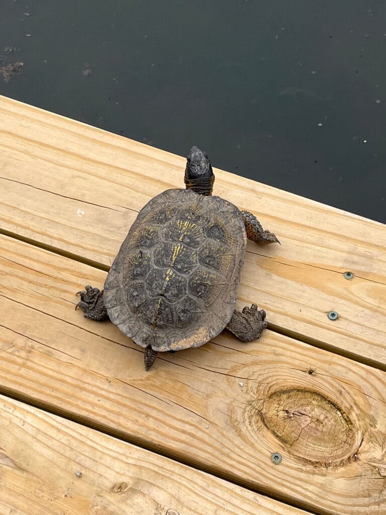 turtle on wood plank