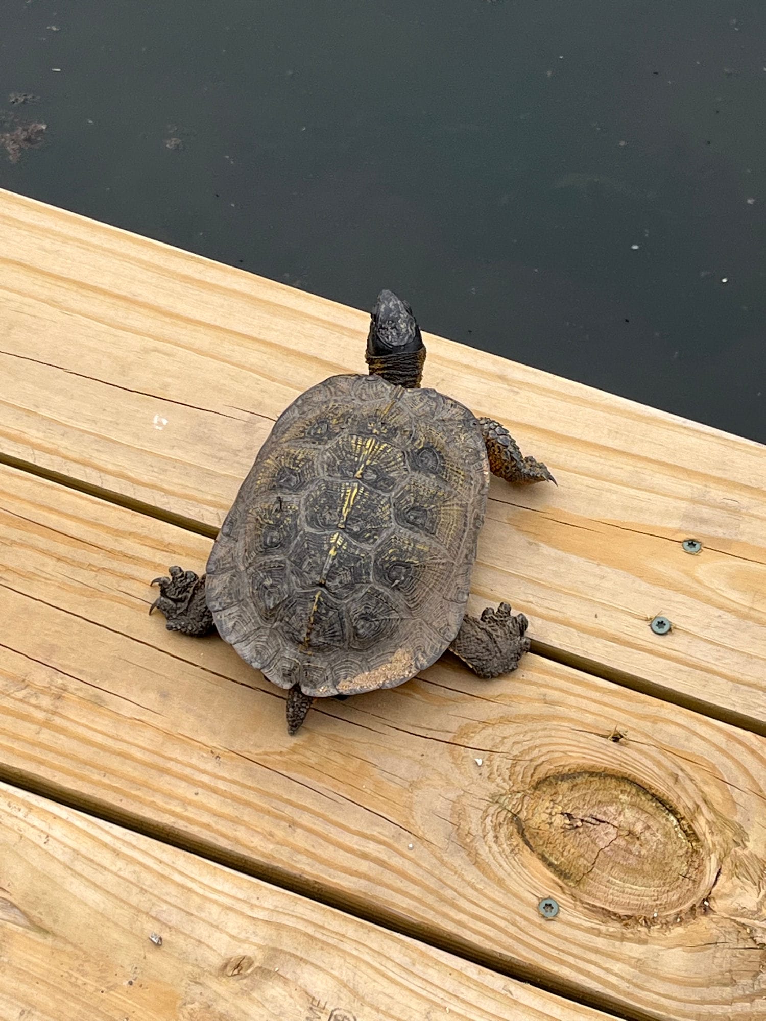 turtle on wood plank