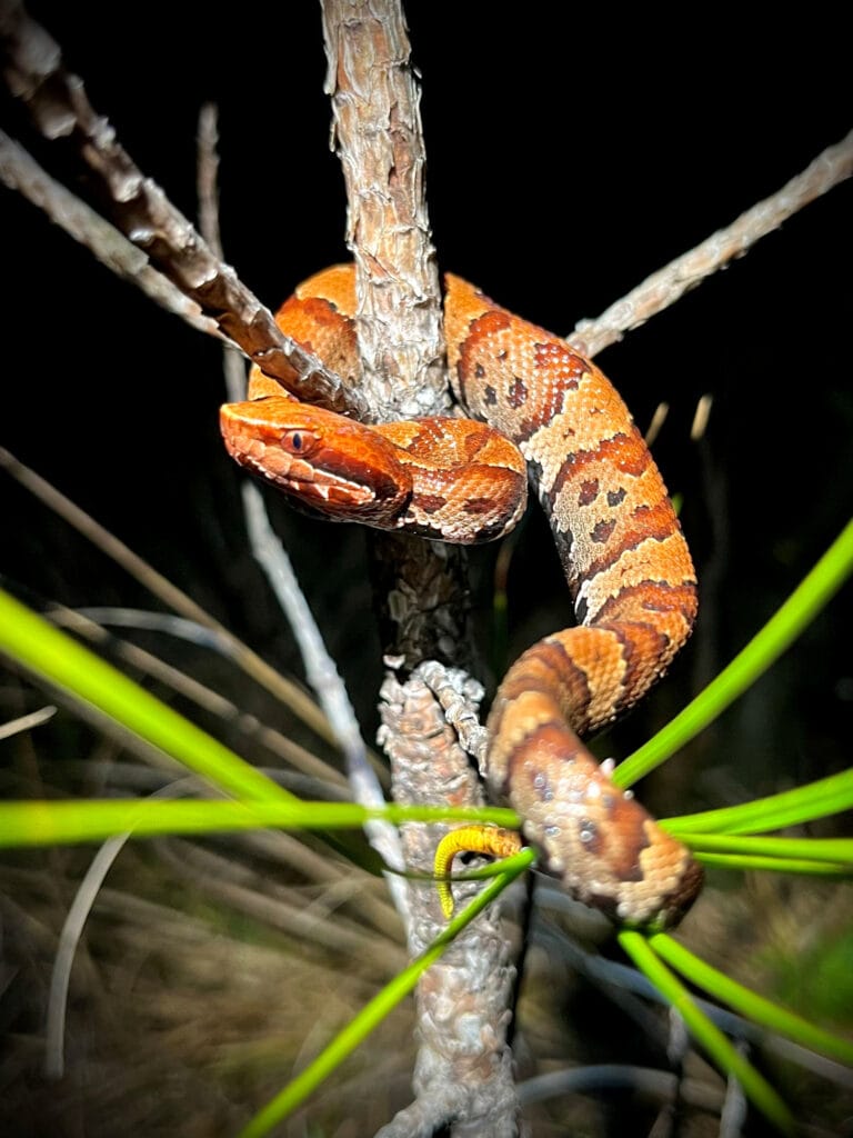 snake