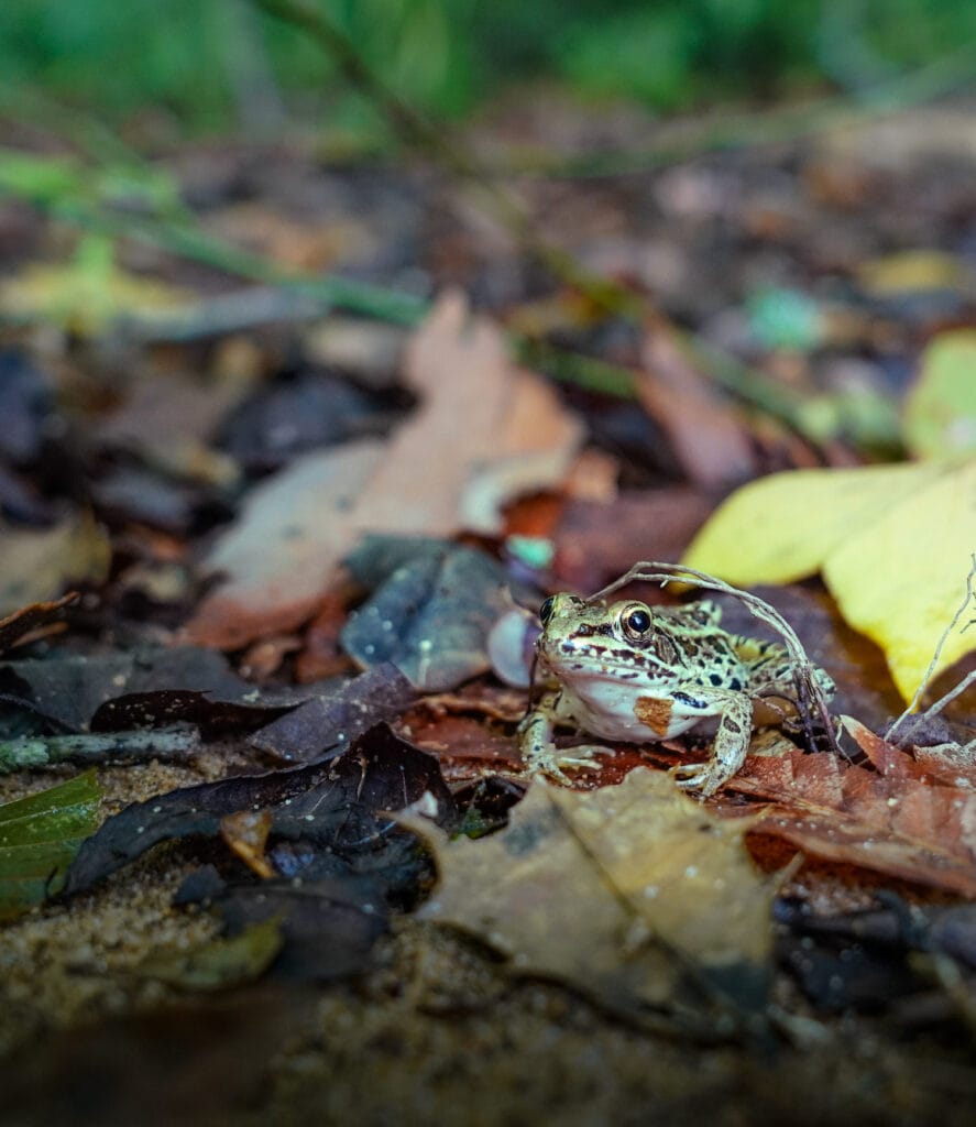 frog