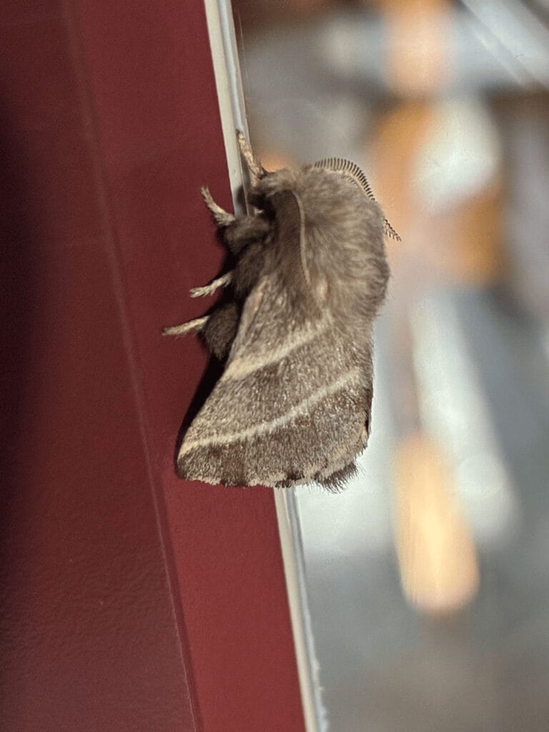 moth
