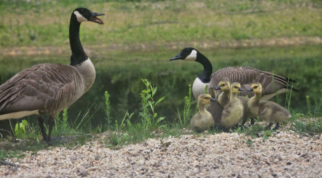 geese family