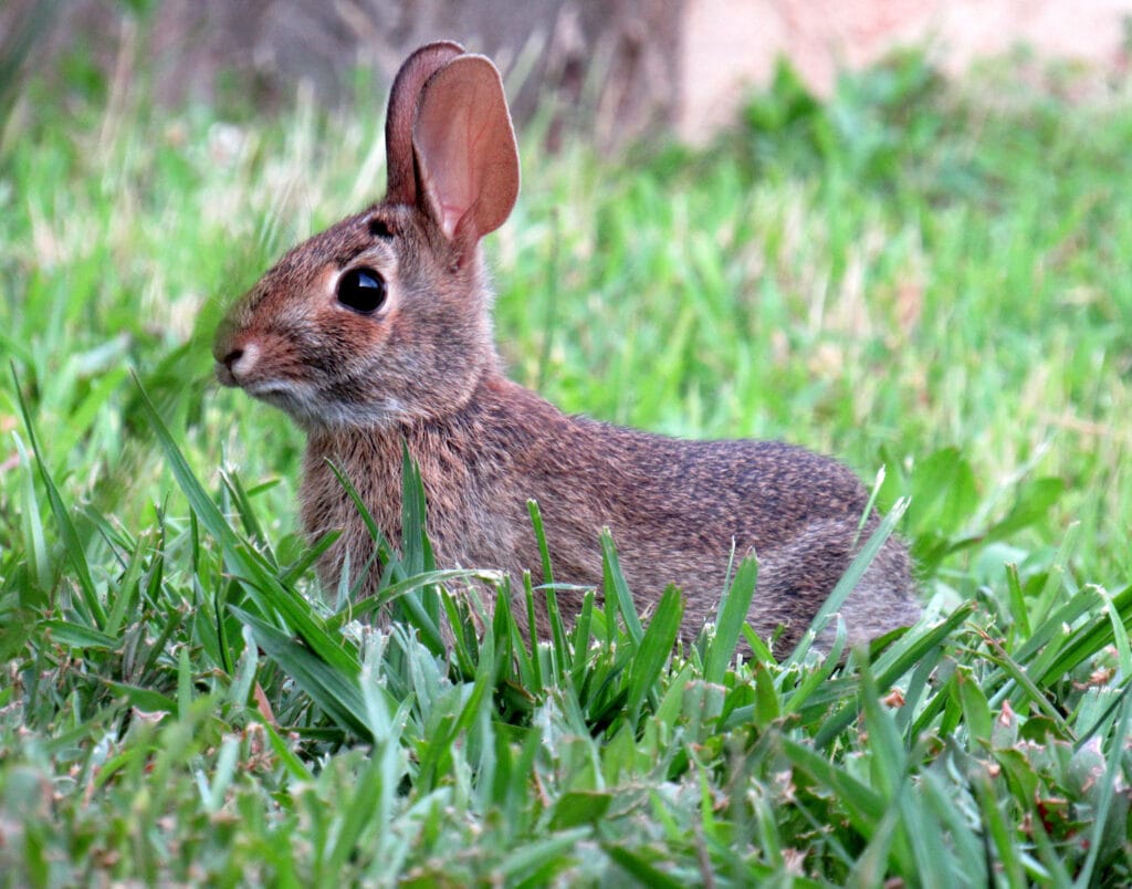 rabbit