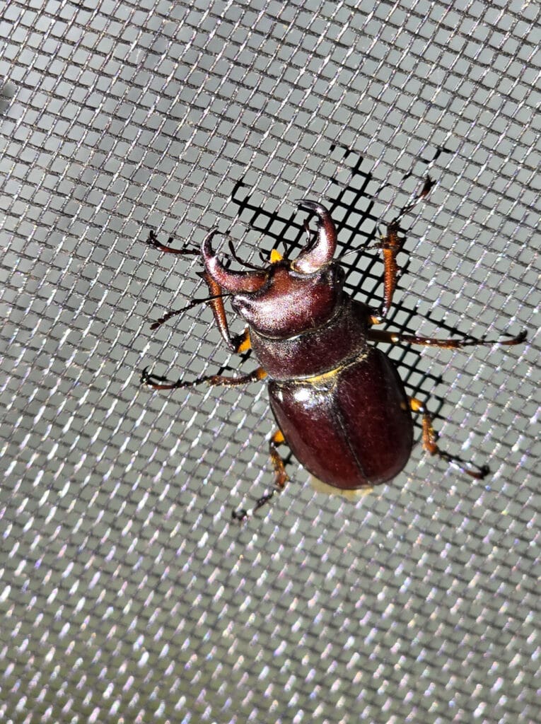 beetle