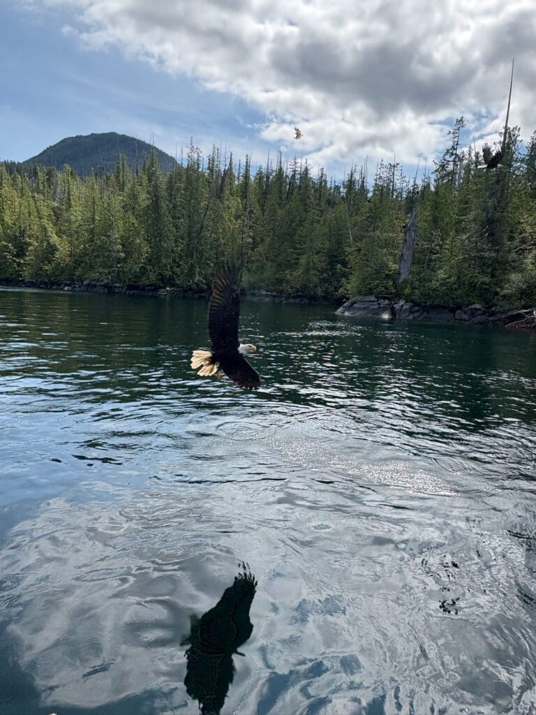 eagle flying