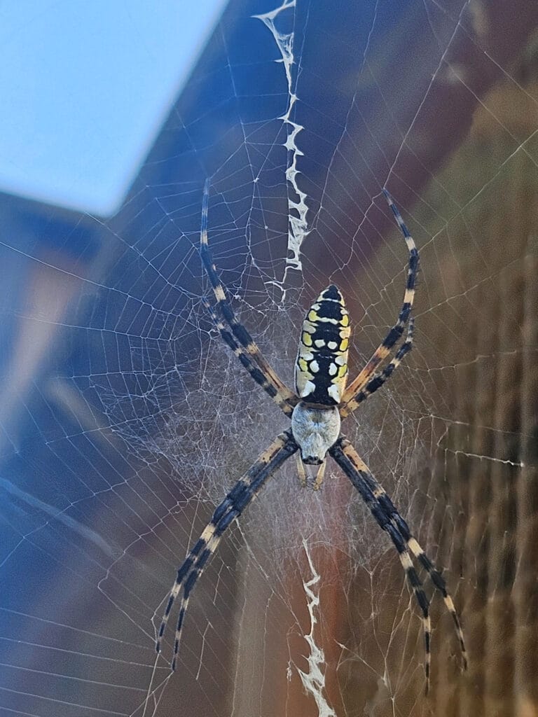 spider in web