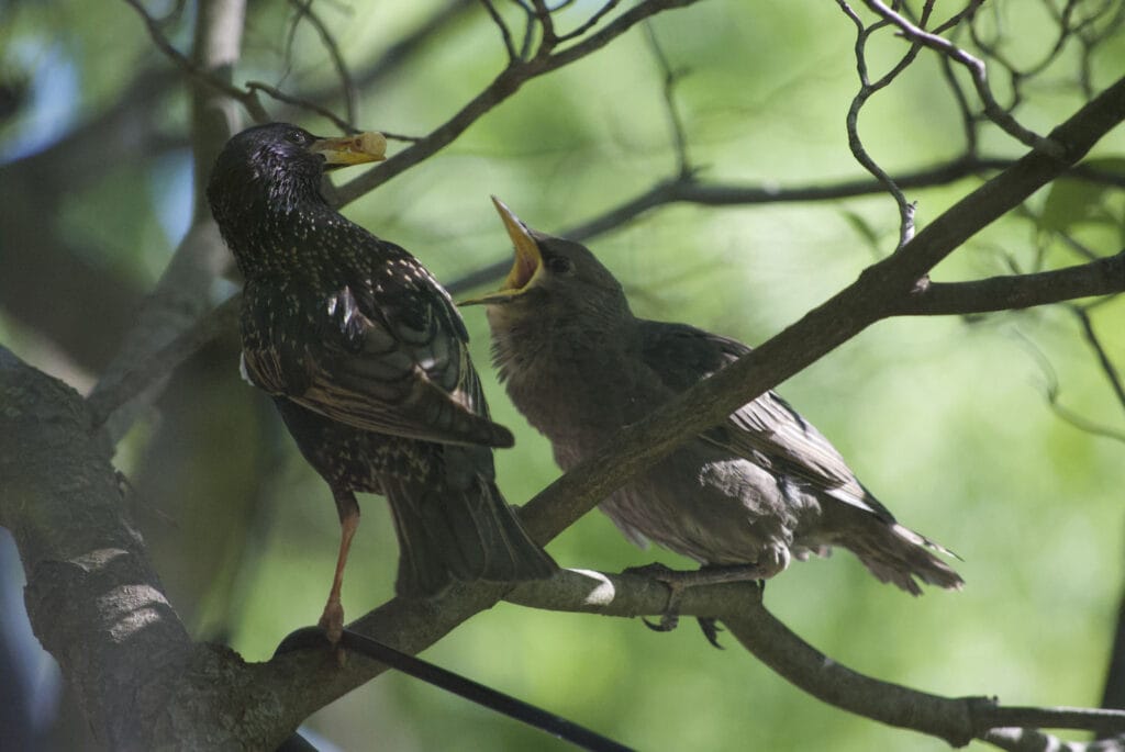 bird feeding fledgling