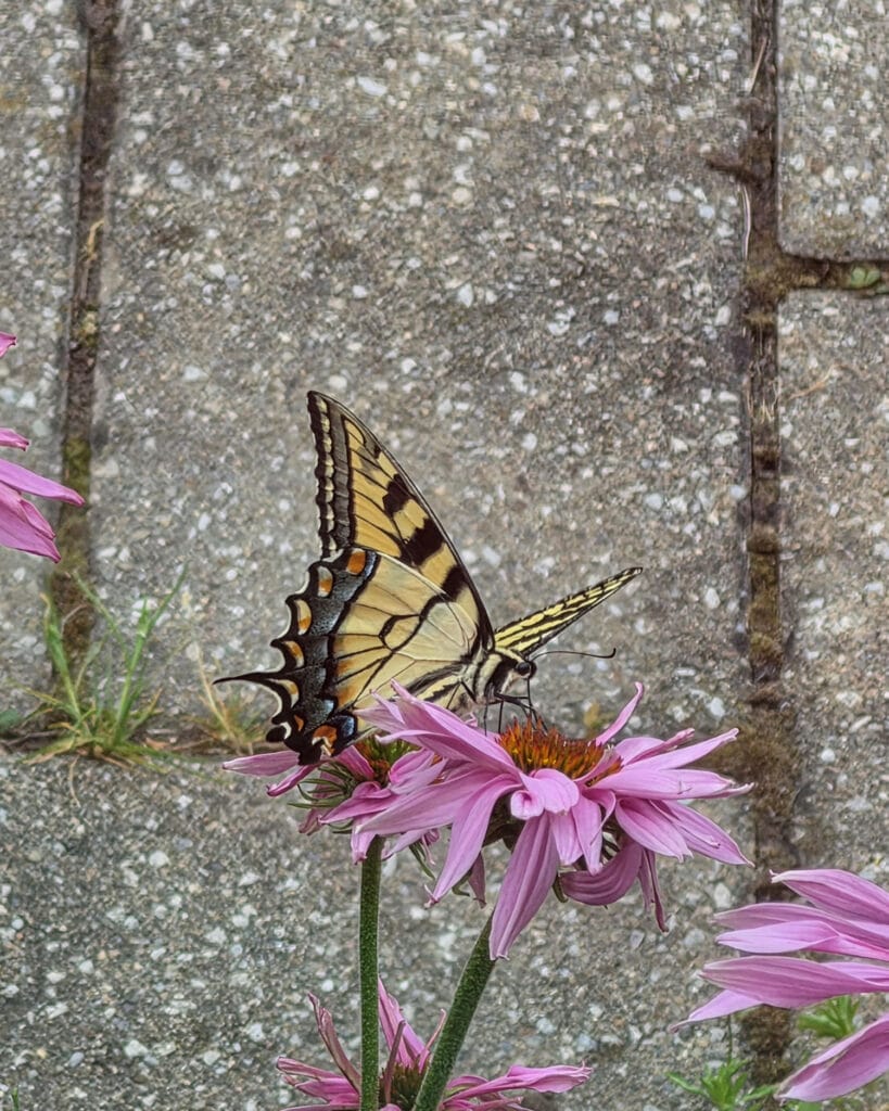 butterfly