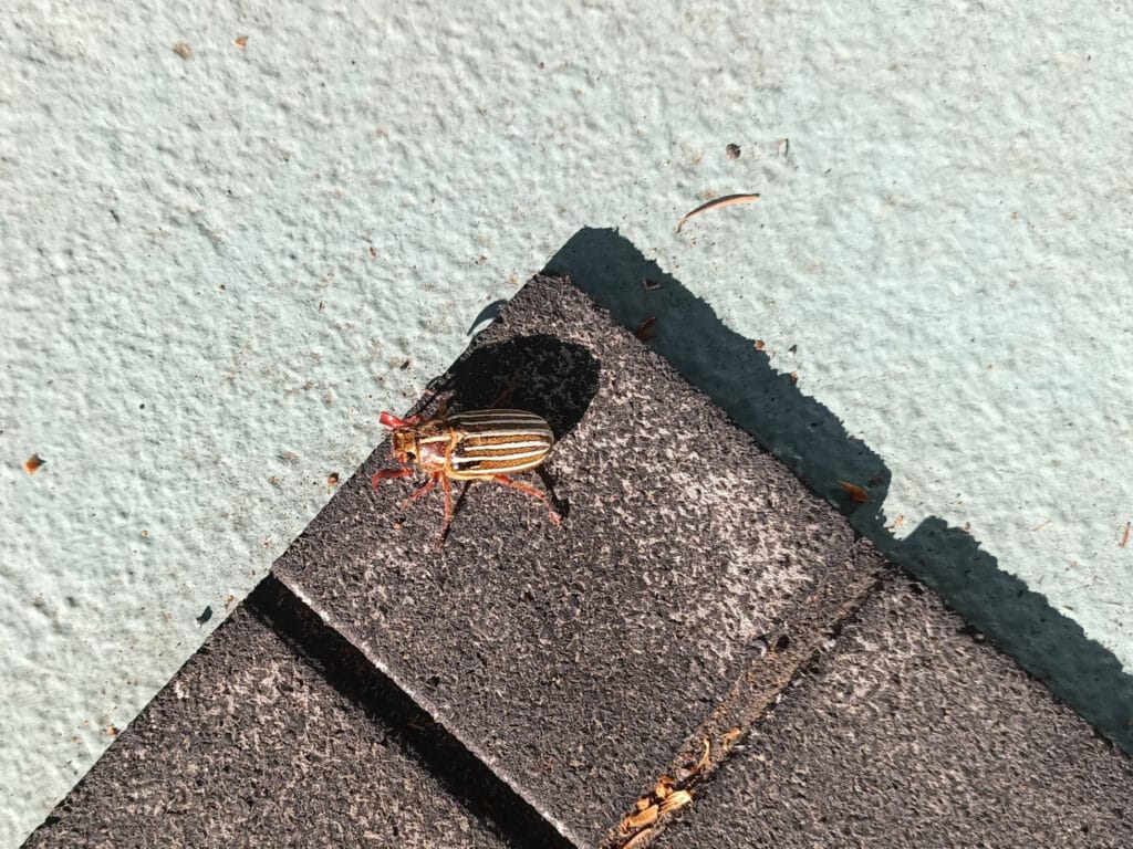 beetle